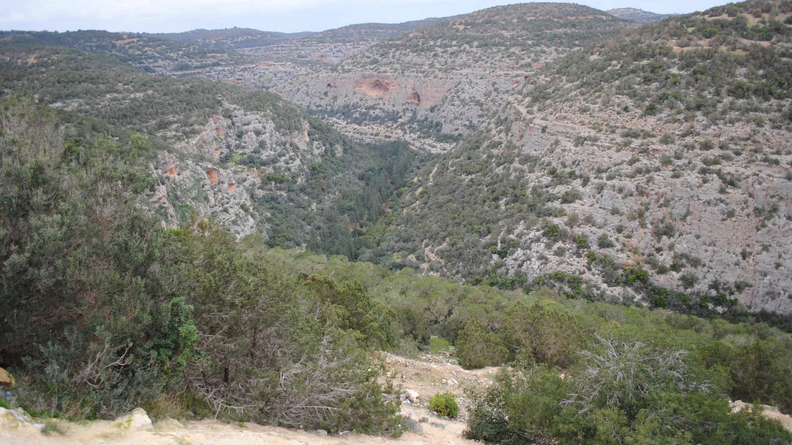 واد جبلي مكسو بالغابات في الجبل الأخضر بشرق ليبيا